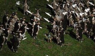 暗黑破坏神3野蛮人 暗黑破坏神3野蛮人